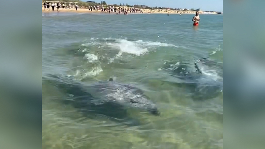 «Какой крутой вы поймали кадр!»: туристы сняли на видео дельфинов, резвящихся рядом с отдыхающими 
