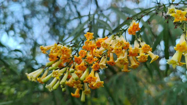 В Сочи цветет африканская фрейлиния
