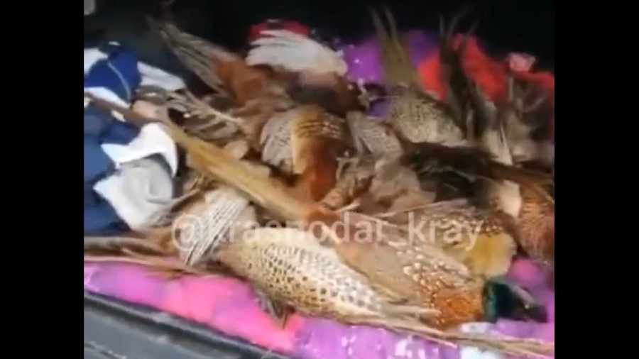 В Краснодарском крае ветеринары зафиксировали массовую гибель фазанов