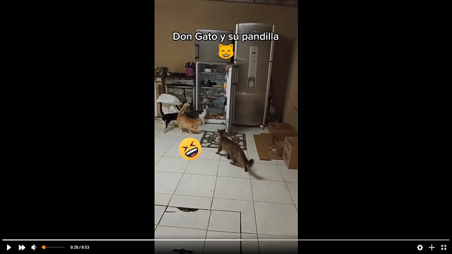 Кот, устроивший ловкое ограбление холодильника, стал звездой Сети