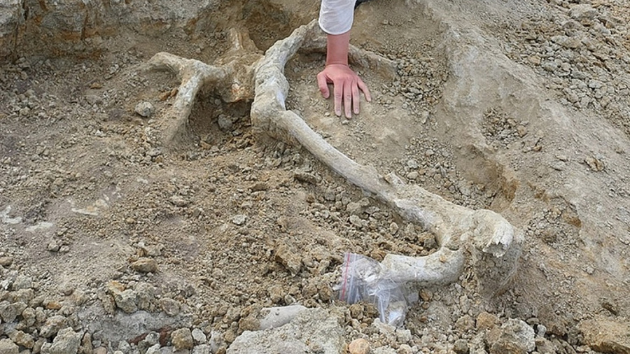 В Белореченском районе ученые обнаружили останки древнего южного слона