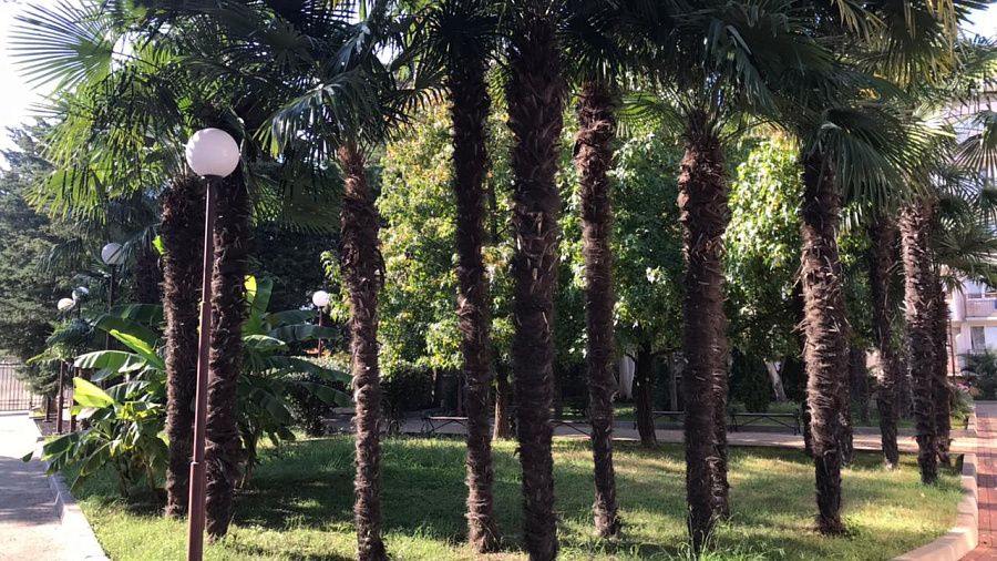 В Сочи, а также на курортах Кубани 27 ноября прогнозируют солнечный сценарий погоды с температурой до +21°С