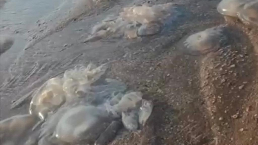 Туристы отказываются купаться: курорты Краснодарского края заполонили сотни огромных медуз
