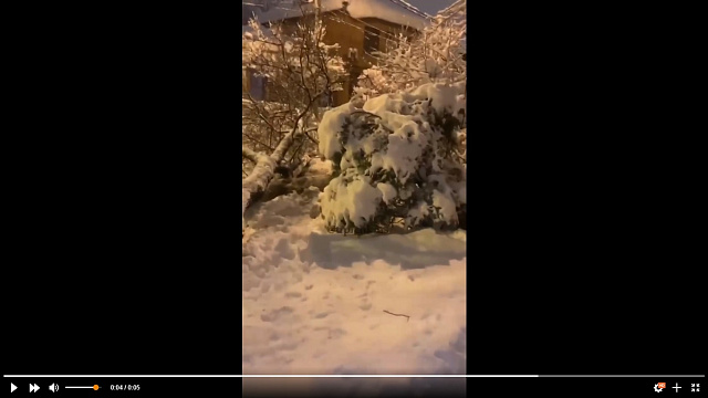 В центре Краснодара упало дерево и полностью заблокировало проезд по дороге