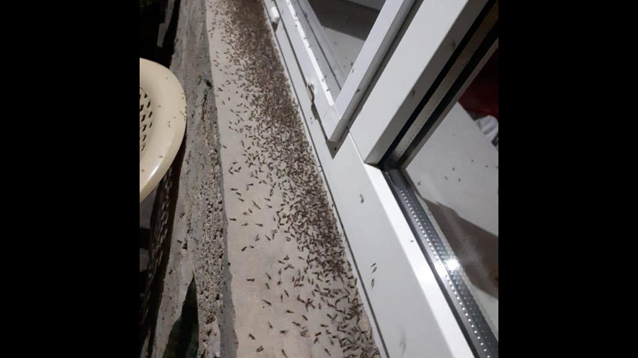«Какая-то аномалия». Жители Анапы жалуются на нашествие комаров 