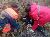 В Новокубанском районе дерево рухнуло прямо на человека во время сильного ветра