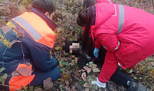 В Новокубанском районе дерево рухнуло прямо на человека во время сильного ветра