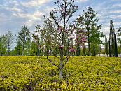 В Краснодаре и крае в конце рабочей недели погода приготовила дожди и туман при дневном тепле до +16°С