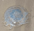 Уникальная межзвездная комета 3I/ATLAS озарит небо на Кубани