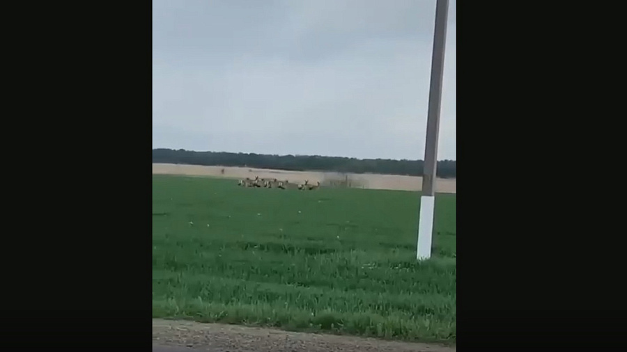 В Славянске-на-Кубани местный житель снял  на видео стадо молодых оленей, резвящихся в поле
