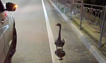 Австралийский лебедь ждал спасения на автобусной остановке в Сочи