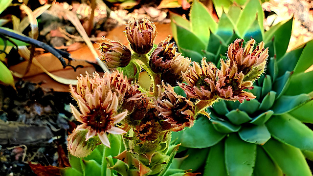 В Сочи начала цвести каменная роза