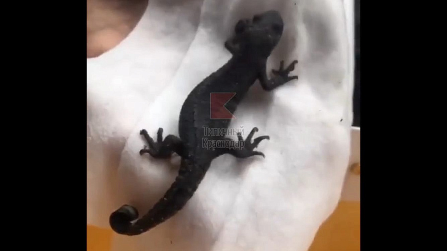 В Краснодарском крае девушка нашла на заправке экзотического геккона. Видео