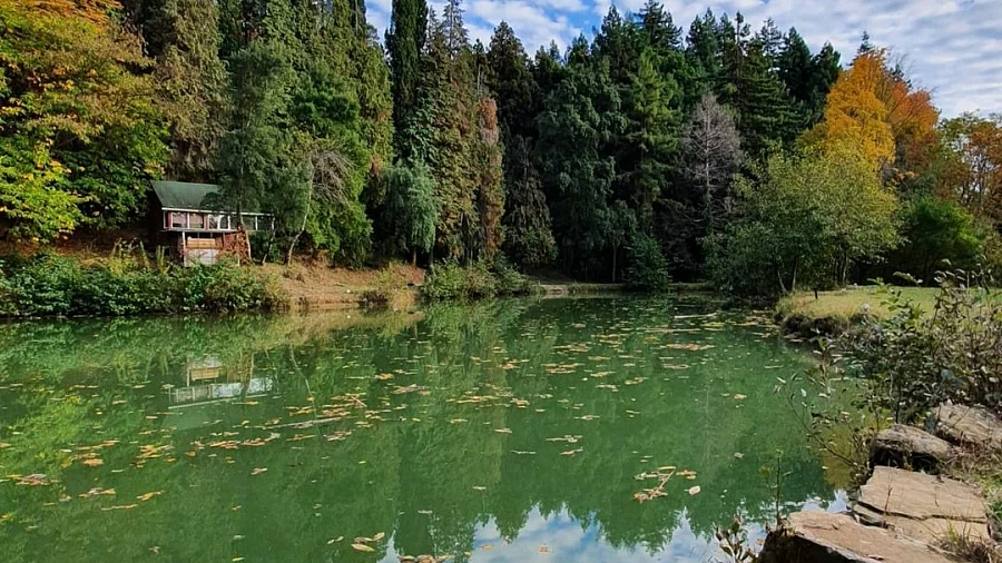 Житель Сочи рассказал об уникальном озере с кипарисами, бамбуком и пальмами