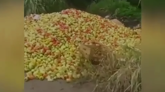 Груда выброшенного на свалку болгарского перца под Майкопом попала на видео