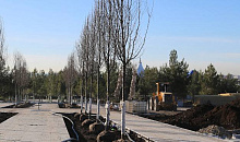 В Геленджике создают парк на 65 гектарах с 100 тысячами растений