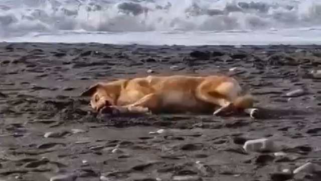 В Сочи собака, загорающая в шторм, умилила подписчиков