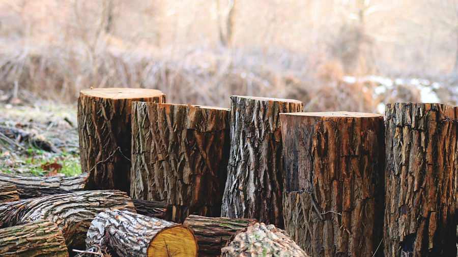 В Краснодаре таможенная служба зафиксировала контрабанду древесины на 250 миллионов рублей