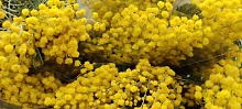 Тонны золотой мимозы из Абхазии едут на Кубань к 8 марта