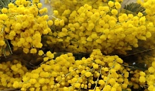 Тонны золотой мимозы из Абхазии едут на Кубань к 8 марта