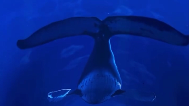 В краснодарском парке Облаков появилась локация с огромными китами и волшебными тоннелями