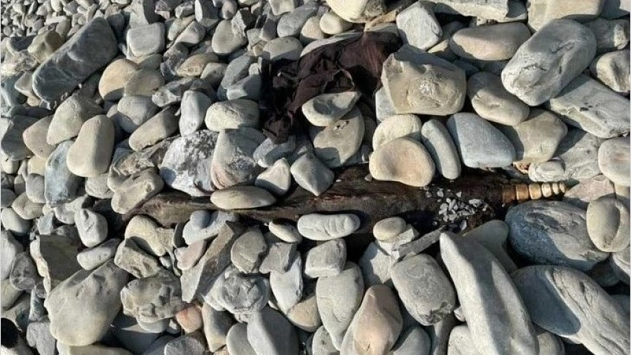 На пляже в Анапе туристов перепугал труп неизвестного морского существа