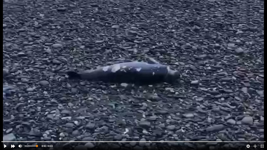 В Сочи шторм выбросил на берег мертвого дельфина