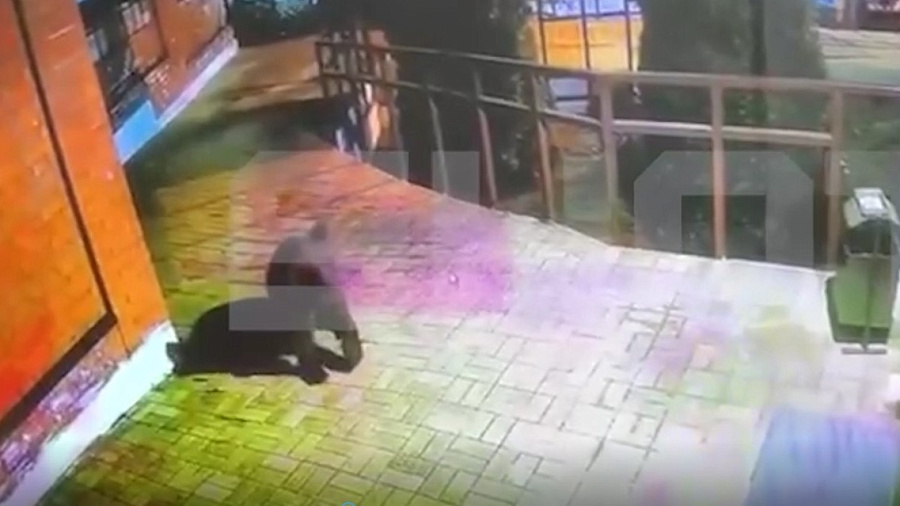 Медведь зашел в полицейский участок в Красной Поляне и попал на видео
