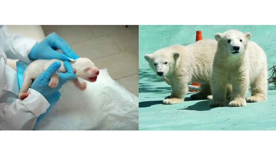От рождения до первых шагов во взрослую жизнь: в Сафари-Парке Геленджика показали, как росли белые медвежата (ВИДЕО)