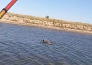 Краснокнижный дельфин в реке на Кубани попал в рыболовный капкан пьяного рыбака