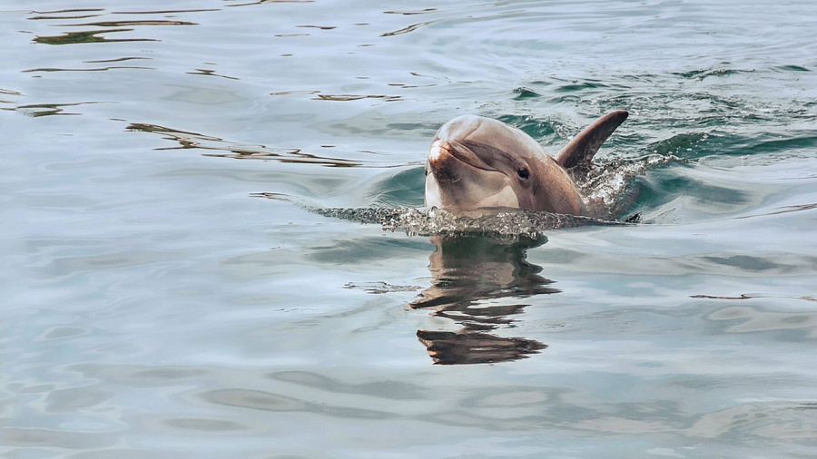 Видео: в акватории Сочи среди яхт и лодок жители заметили дельфинёнка