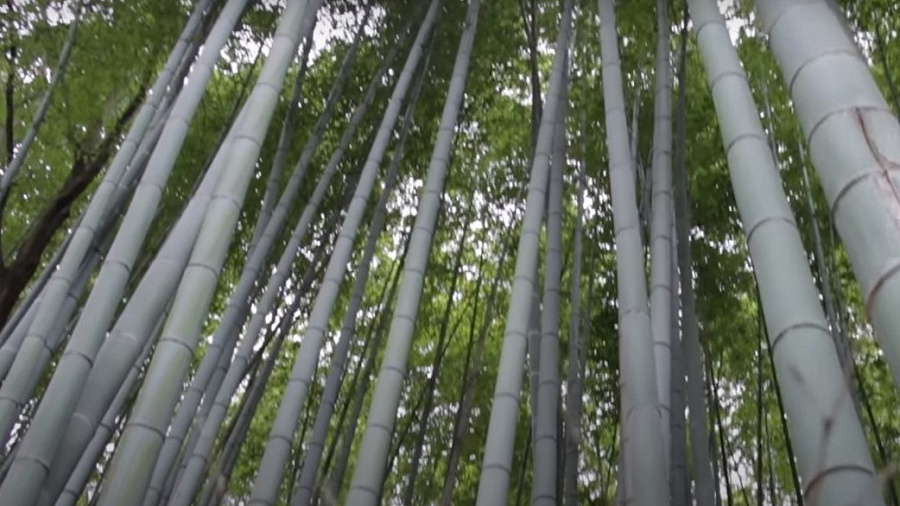 В Сириусе неизвестные вырубили бамбуковую рощу в парке «Южные культуры»