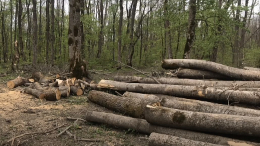 В Адыгее двое мужчин вырубили почти 600 деревьев на сумму более 9 млн рублей