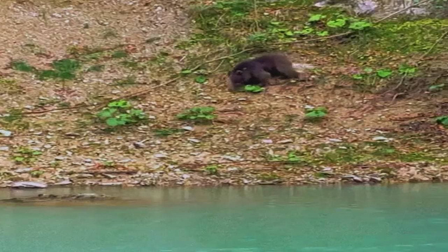 Медвежонок, вышедший к реке в Сочи, вызвал бурную реакцию у пользователей Сети