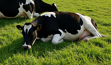 В двух районах Кубани ввели карантин из-за лейкоза у коров