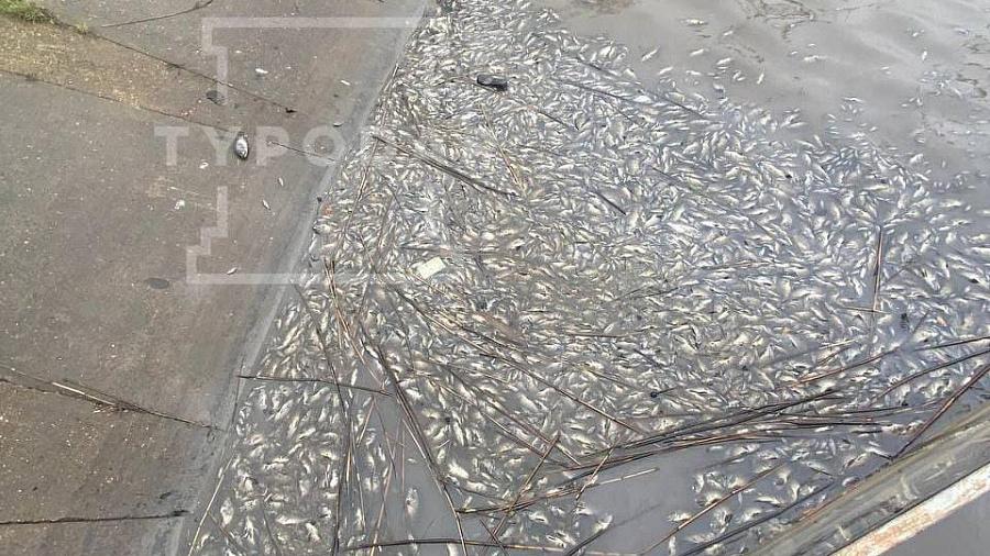 «Рыбы мертвой огромное количество»: жители Краснодара пожаловались на массовый замор рыбы