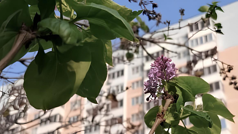 В Краснодаре в ноябре зацвела сирень