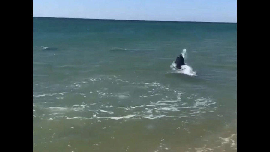 В Анапе озорные дельфины устроили чемпионат по «медузоболу» у берега моря. Видео
