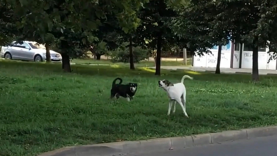 В Юбилейном микрорайоне стая собак терроризирует жителей Краснодара