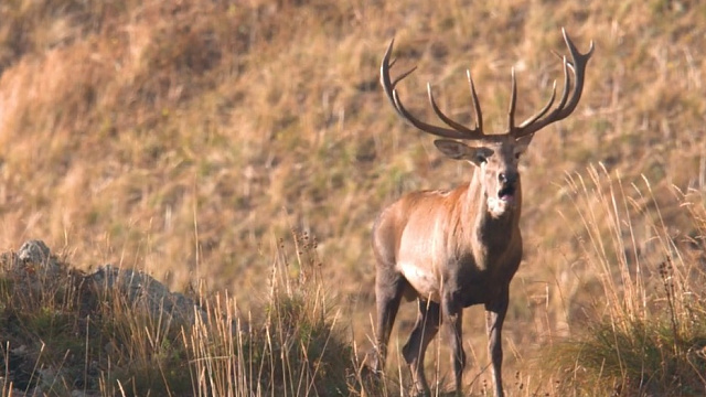 Браконьер пойдет под суд за отстрел редкого оленя в Горячем Ключе
