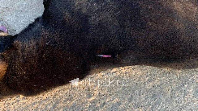 Жители Адыгеи рассказали о массовом убийстве стерилизованных и чипированных собак