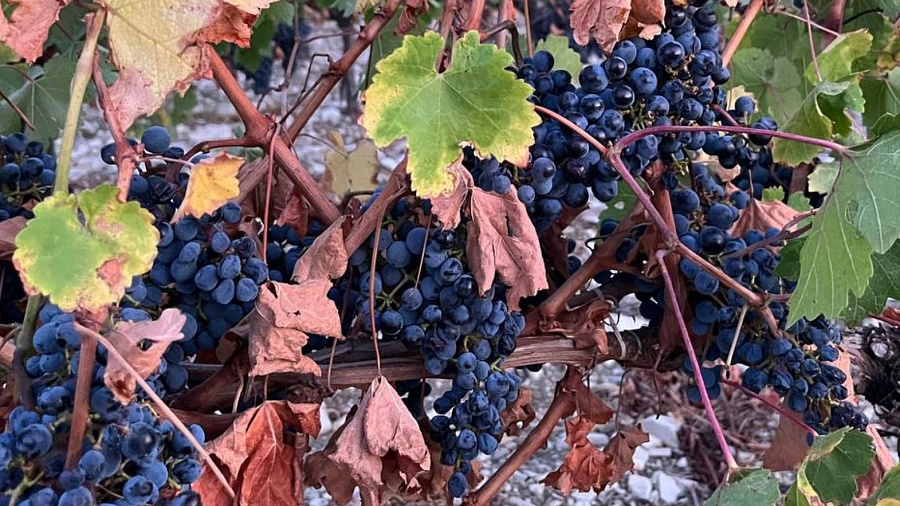 В порту Новороссийска обнаружили 63 тонны опасного винограда из Турции