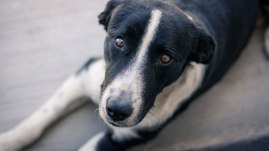 На Кубани с 1 сентября будет запрещено контактировать с бездомными животными