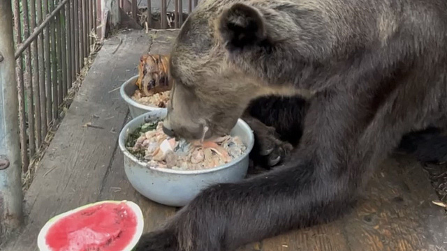 Сочинские специалисты показали, как бурый медведь Винни ужинает деликатесами