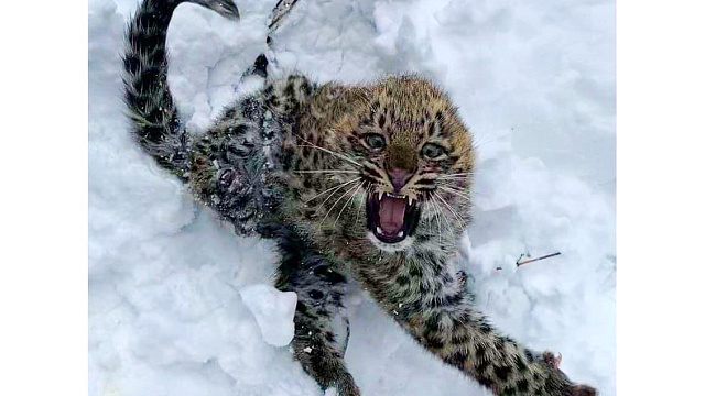 В Национальном парке Сочи выпустили полугодовалых котят леопарда (ВИДЕО)