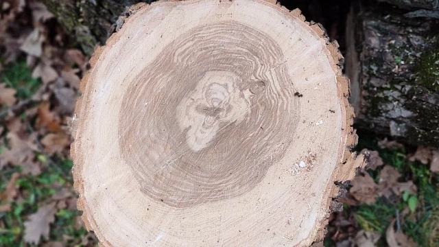 В Сочи женщину оштрафовали на 10 млн рублей за вырубку деревьев на своем участке