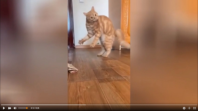 Кот, станцевавший страстный танец, изумил пользователей Сети