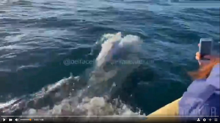 Редкий дельфин-альбинос приплыл в Сочи и попал на видео