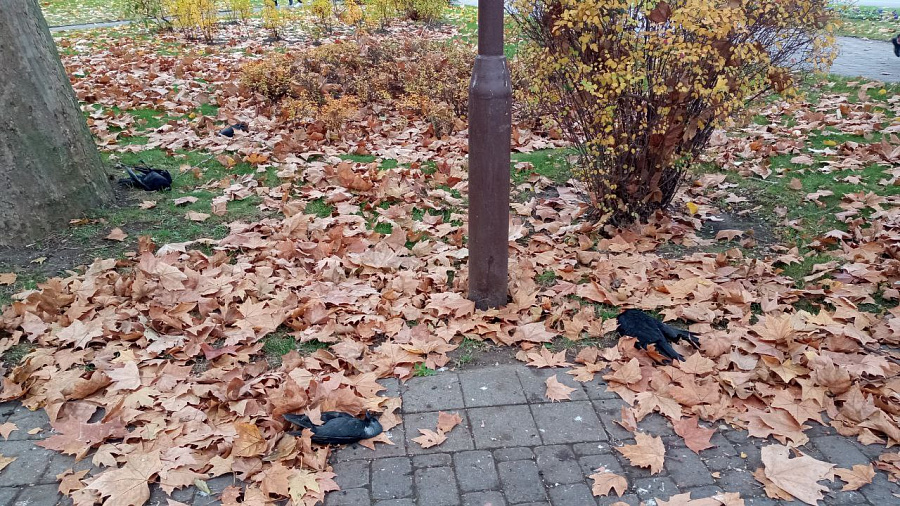 В центре Краснодара массово гибнут птицы
