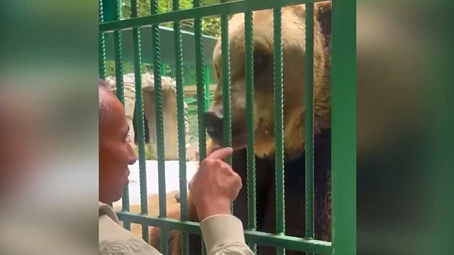 Медведь Винни из Сочи удивил спасателей своей новой жизнью
